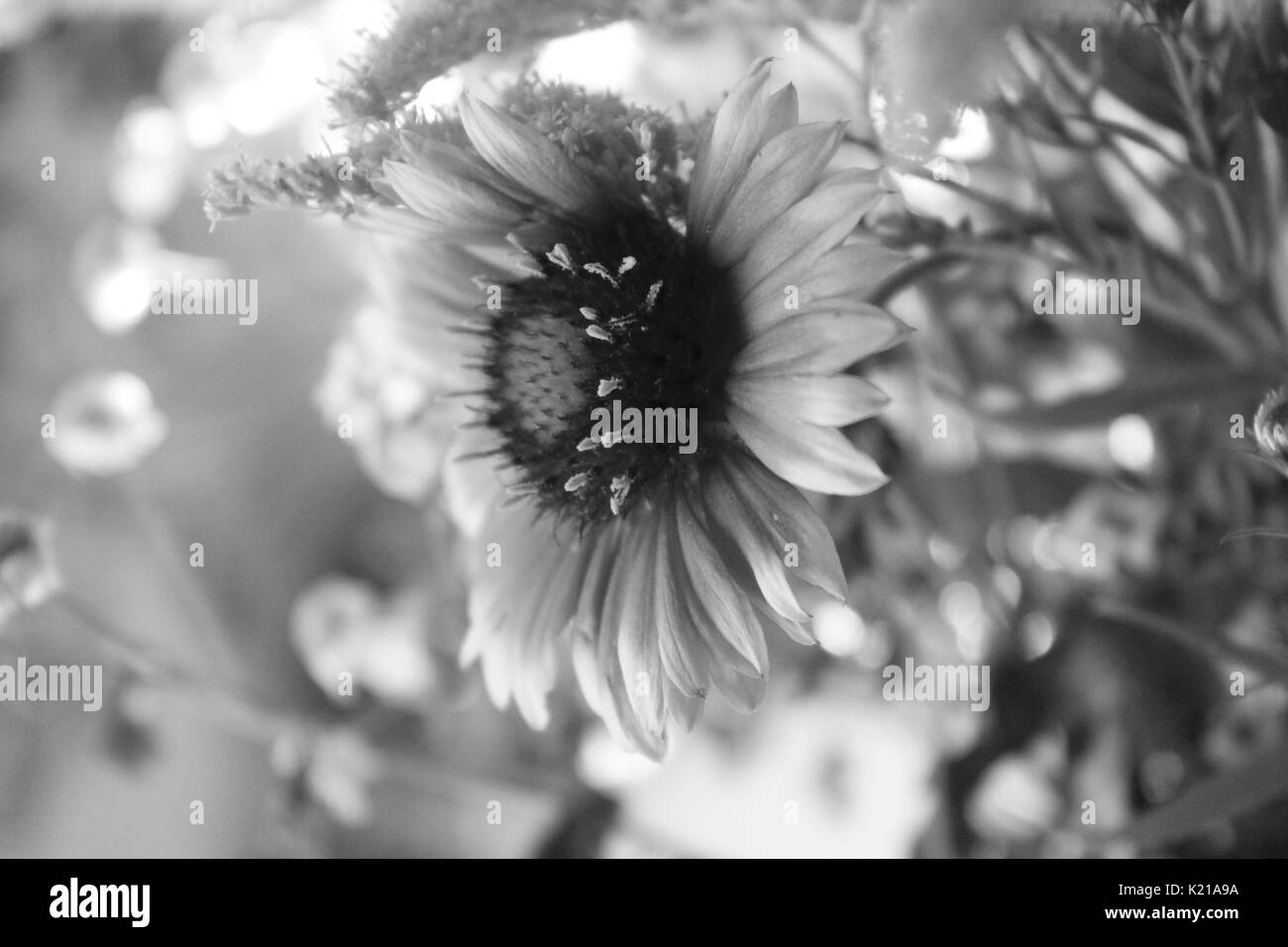 Bouquet di fiori da giardino in estate fiorisce in nero e il colore bianco Foto Stock