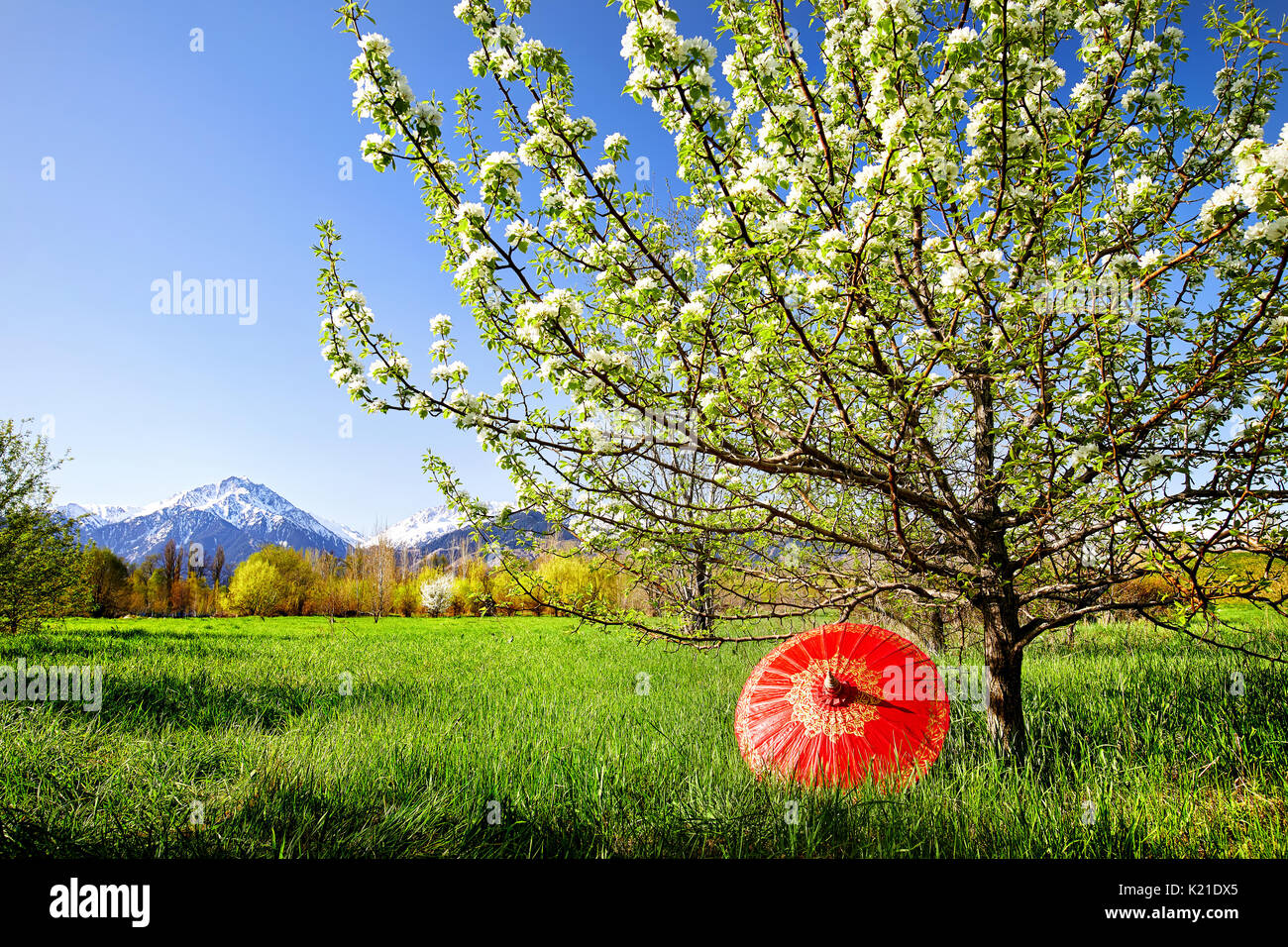 Ombrellone rosso vicino al fiore di albero nel giardino e montagne innevate al mattino Foto Stock