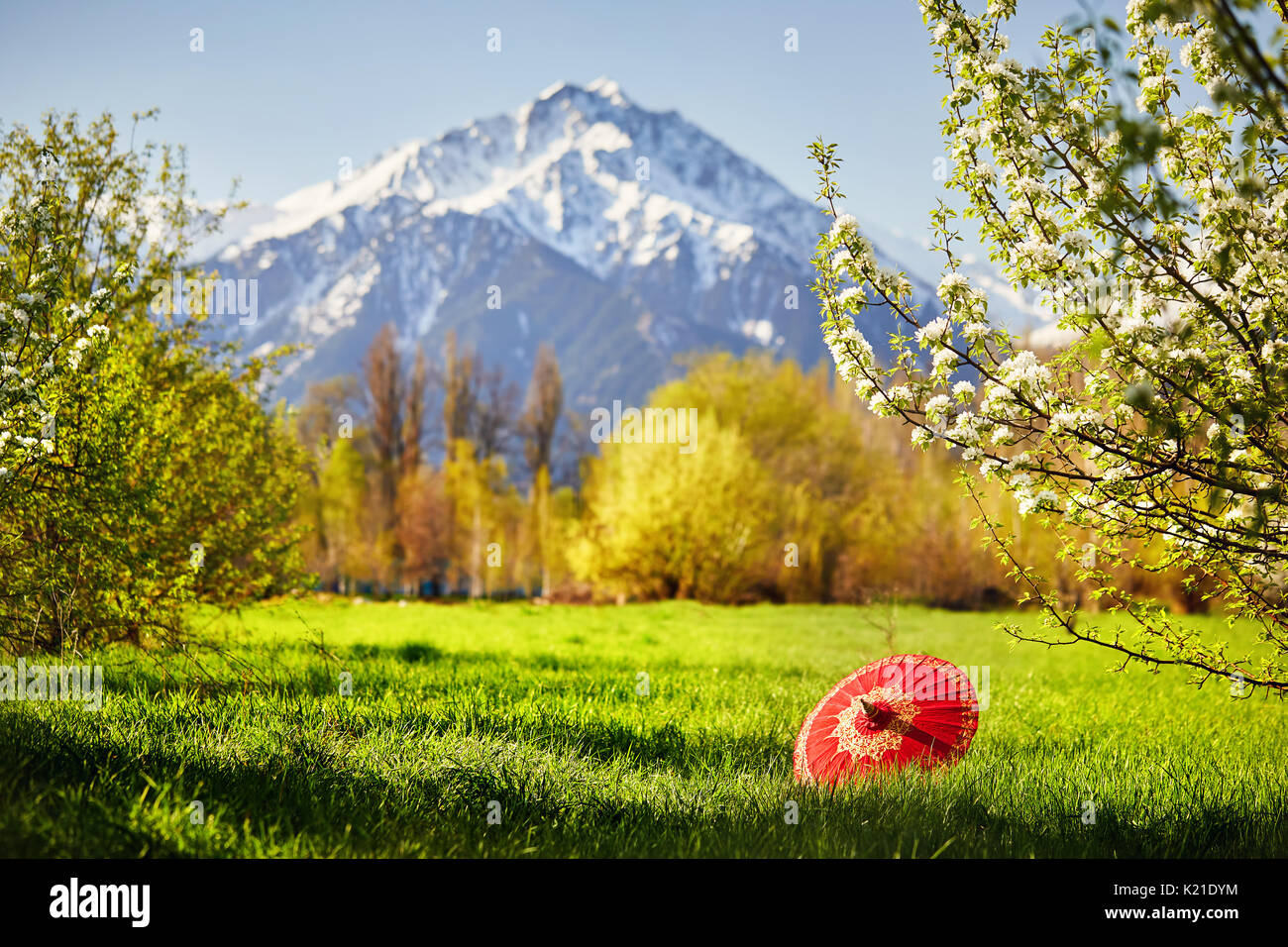 Ombrellone rosso vicino al fiore di albero nel giardino e montagne innevate a sfondo Foto Stock