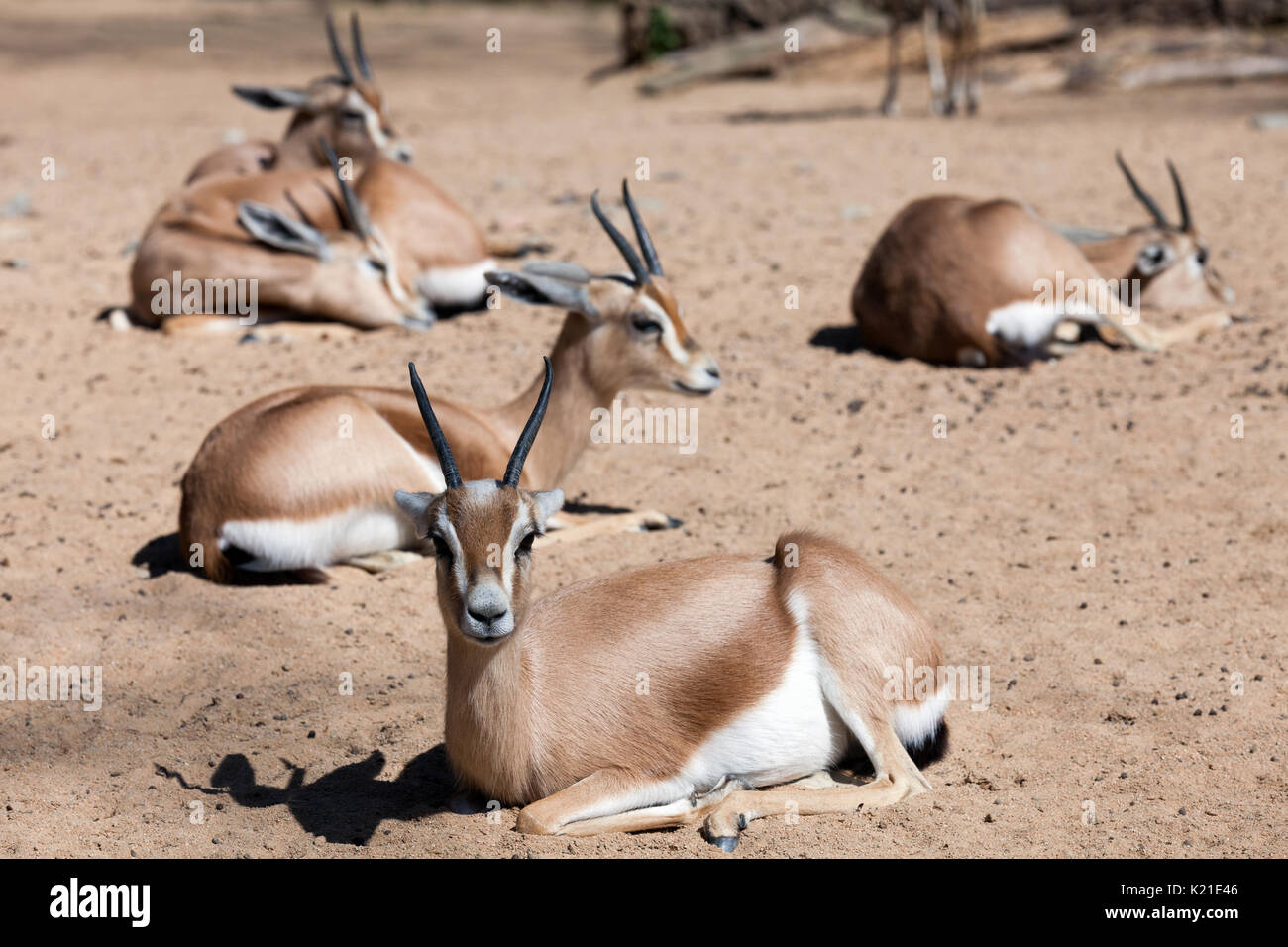 Pochi sahariani gazzelle Dorcas seduti sulla sabbia Foto Stock