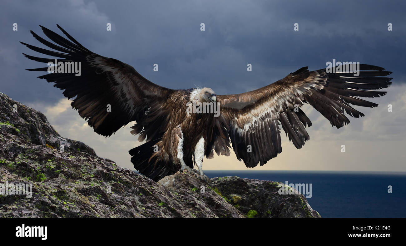 Big gyps carnivoro uccello con ali aperte in volo con i fissaggi e le rocce sullo sfondo Foto Stock