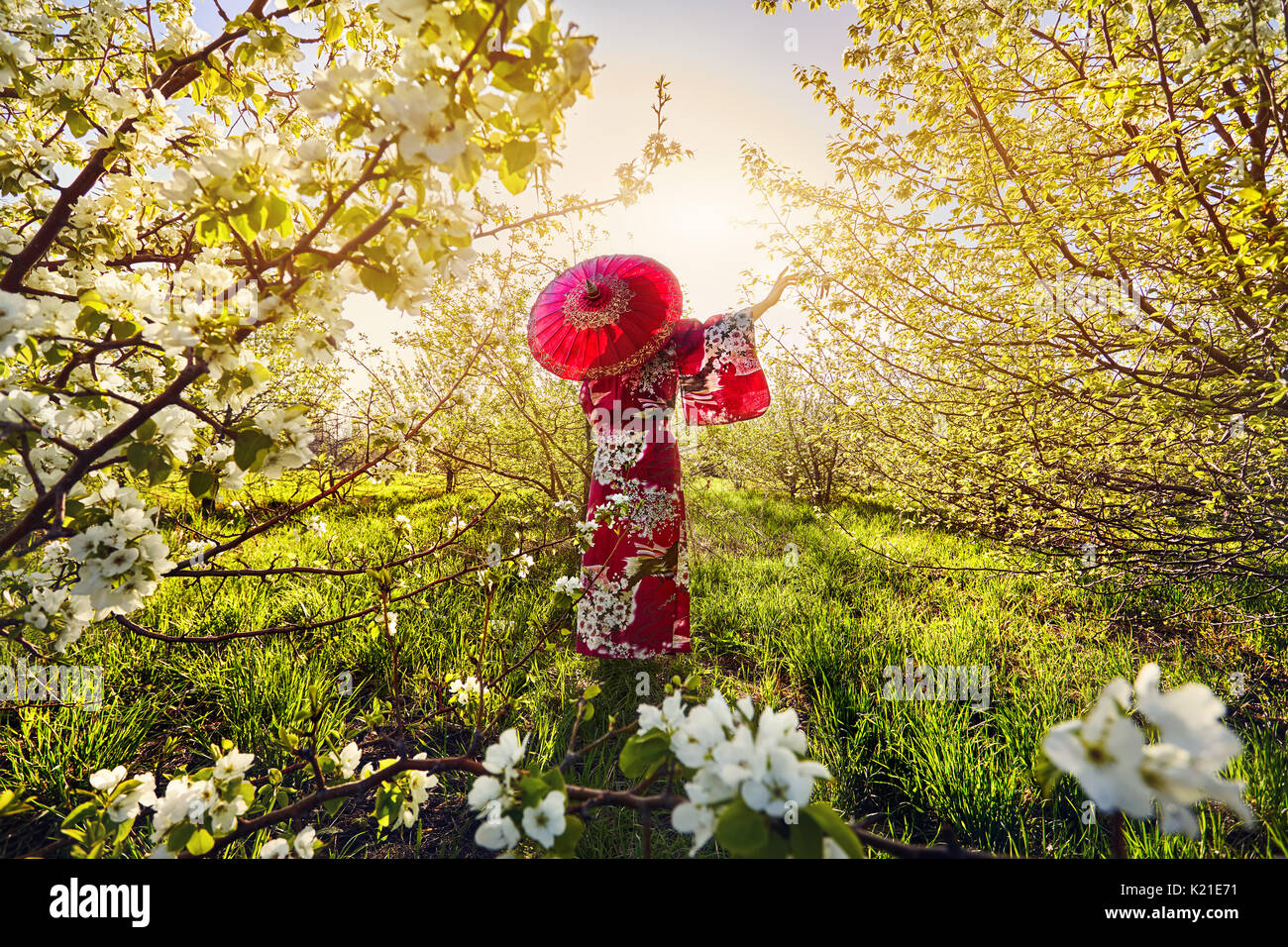 Silhouette di donna in kimono con ombrellone rosso nel giardino con fiori di colore bianco di fiori di ciliegio a sunrise Foto Stock