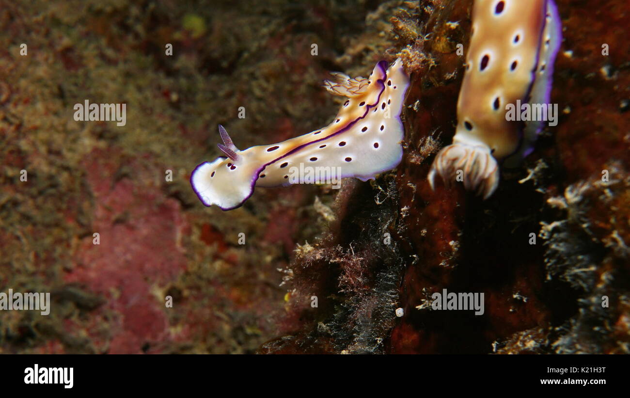 Marine mollusco gasteropode sea slug Hypselodoris imperialis, subacquea oceano pacifico, Polinesia Francese Foto Stock