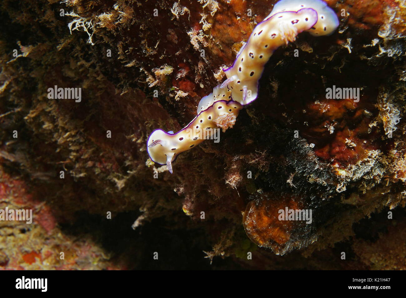 Sea slug Hypselodoris imperialis, marine mollusco gasteropode sott'acqua nell'Oceano Pacifico, Polinesia Francese Foto Stock
