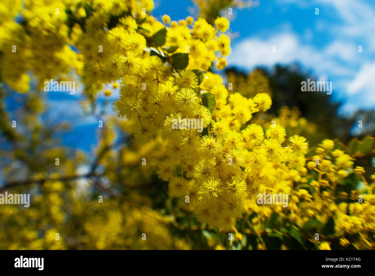 Struttura di graticcio in fiore Foto Stock