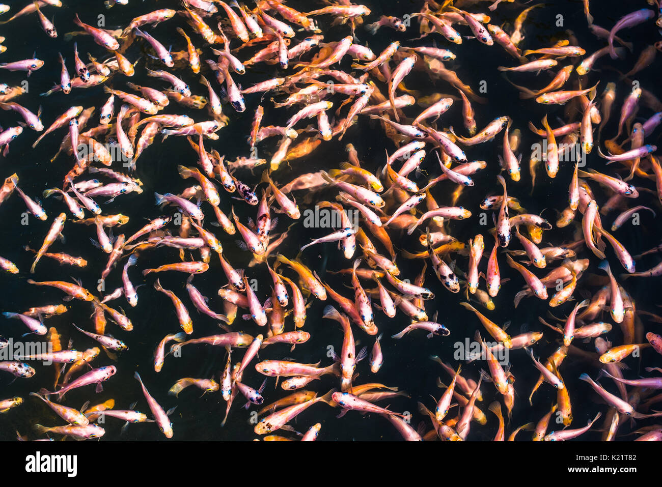 Scuola di goldfishes, Madu Ganga, Sri Lanka Foto Stock