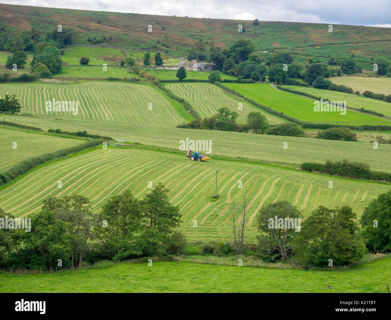 Stagionale lavori agricoli, macchinari di tagliare il fieno per la successiva essiccazione e la pressatura per l'inverno di mangimi per animali. Foto Stock