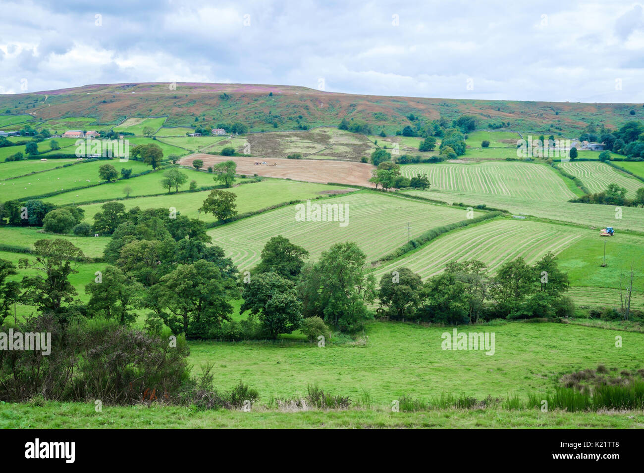 Stagionale lavori agricoli, macchinari di tagliare il fieno per la successiva essiccazione e la pressatura per l'inverno di mangimi per animali. Foto Stock