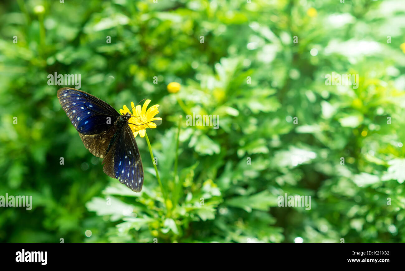 Striped blue crow soggiorno a farfalla su un fiore Foto Stock