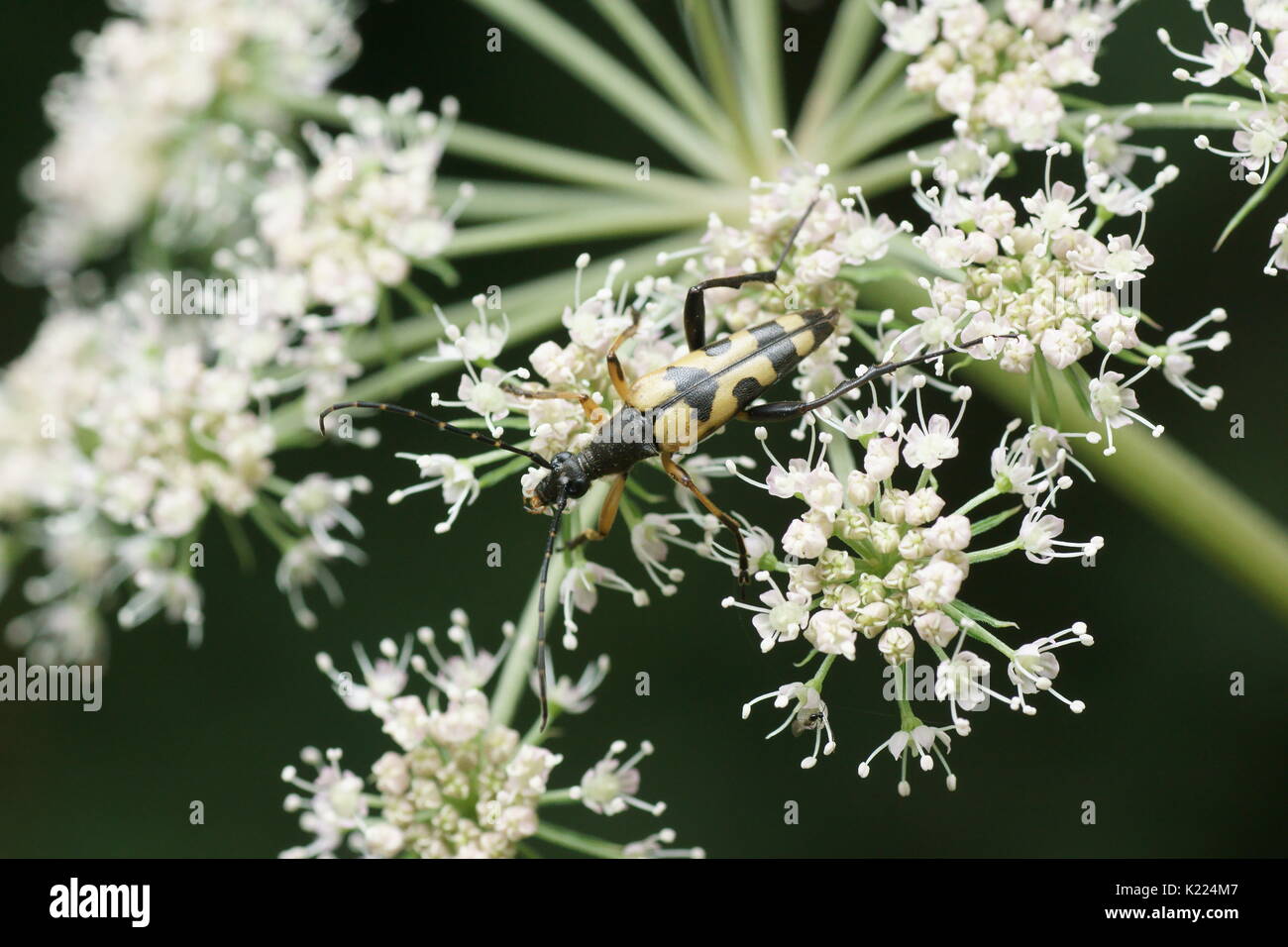 Strangalia maculata Foto Stock