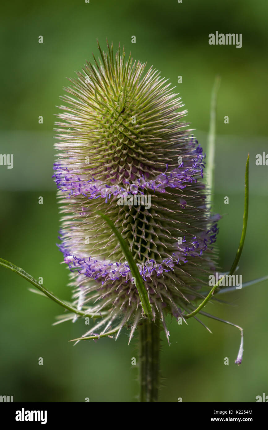 Thistle a Slimbridge Foto Stock