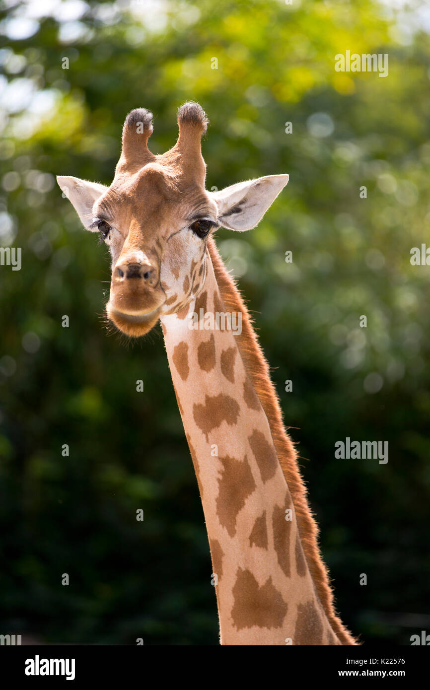 Ritratto di una giraffa (giraffa) Foto Stock