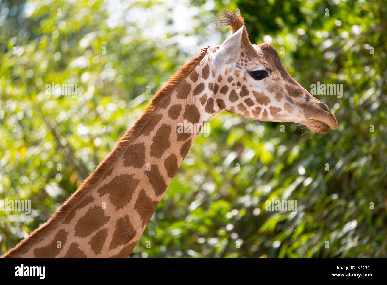 Ritratto di una giraffa (giraffa) Foto Stock