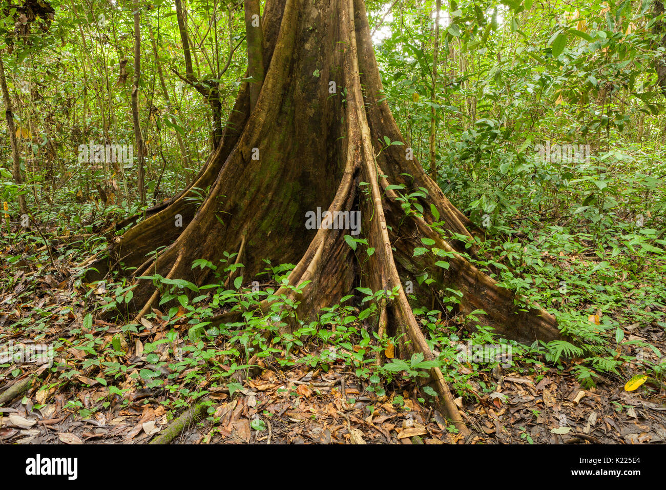 Contrafforte radici di albero nella foresta pluviale Foto Stock