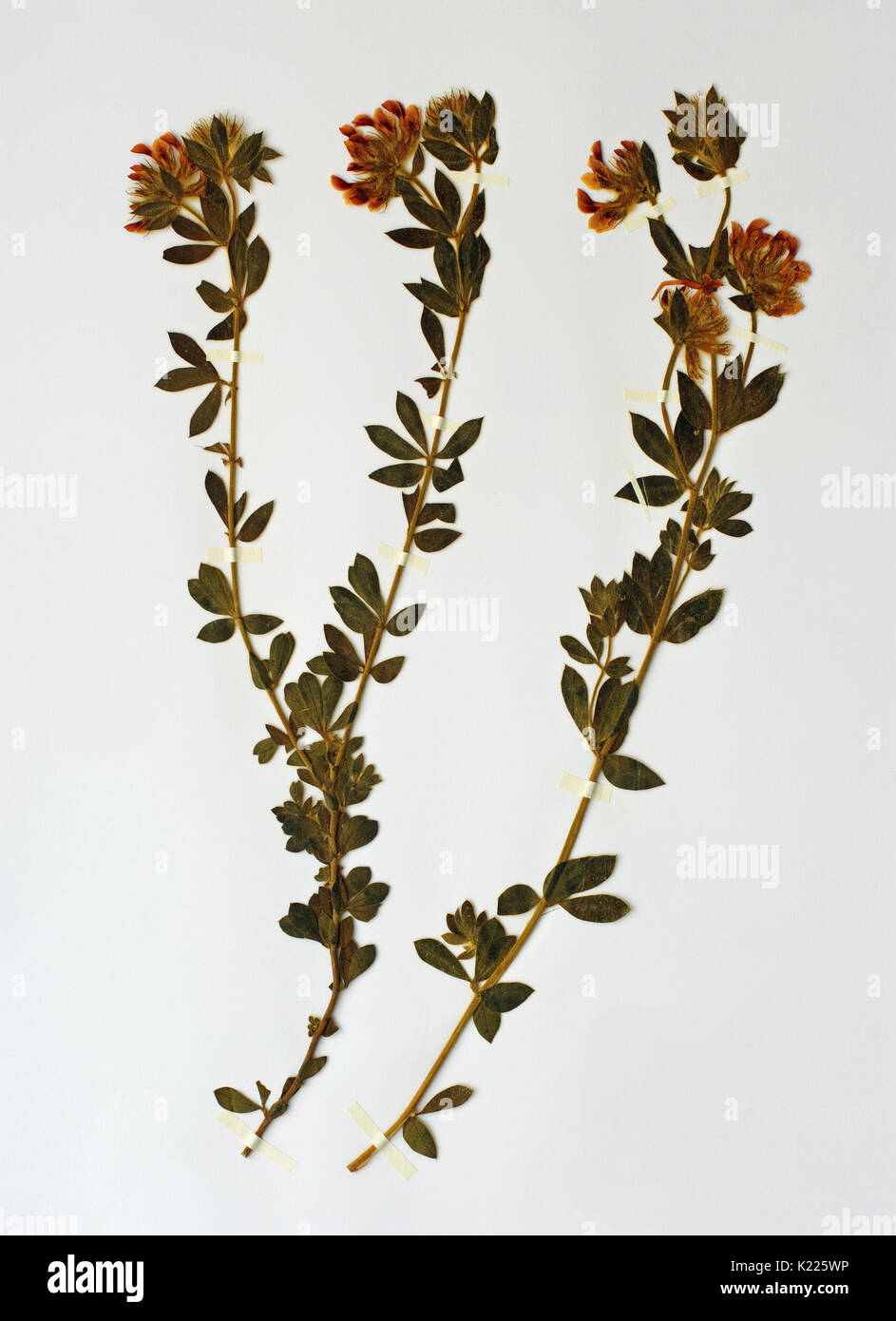 Un erbario foglio con dorycnium pentaphyllum, prostrato canary trifoglio o badassi, dal fabaceae (Leguminosae) Foto Stock