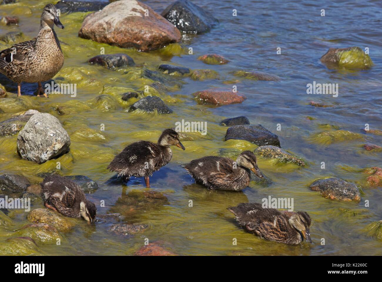 Mallard anatroccoli e madre, Anas platyrhynchos, Helsinki, Finlandia, Paesi Nordici, Scandiavia, Europa Foto Stock