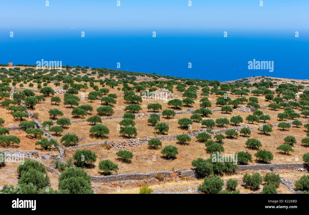 Bellissima vista di un oliveto sulla montagna di Creta in Grecia Foto Stock