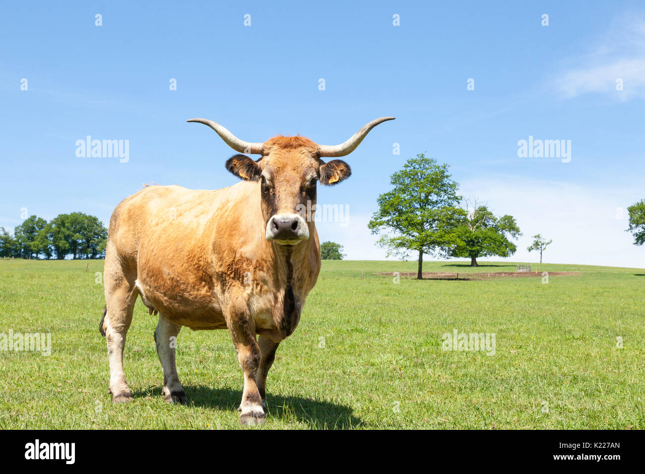 Grandi Aubrac beef cow con lira corna e resti di un cappotto invernale in piedi in un pascolo guardando la telecamera. Questa razza francese di capi di bestiame è Foto Stock