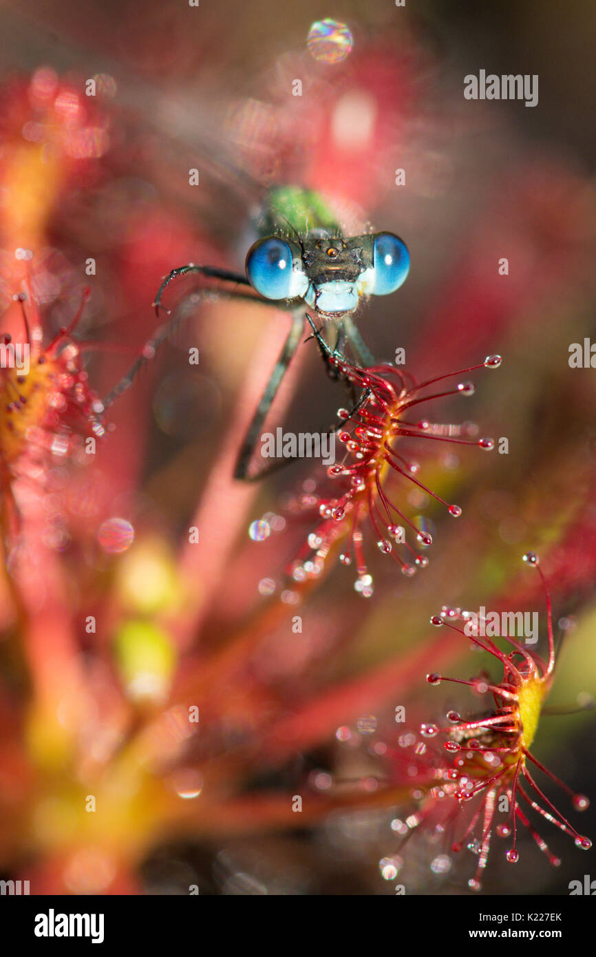 Damselfly smeraldo, Lestes sponsa. Catturati in-oblunga lasciava Sundew spoonleaf sundew o spatulate lasciava sundew, Drosera intermedia,, Iping e Stedham Foto Stock