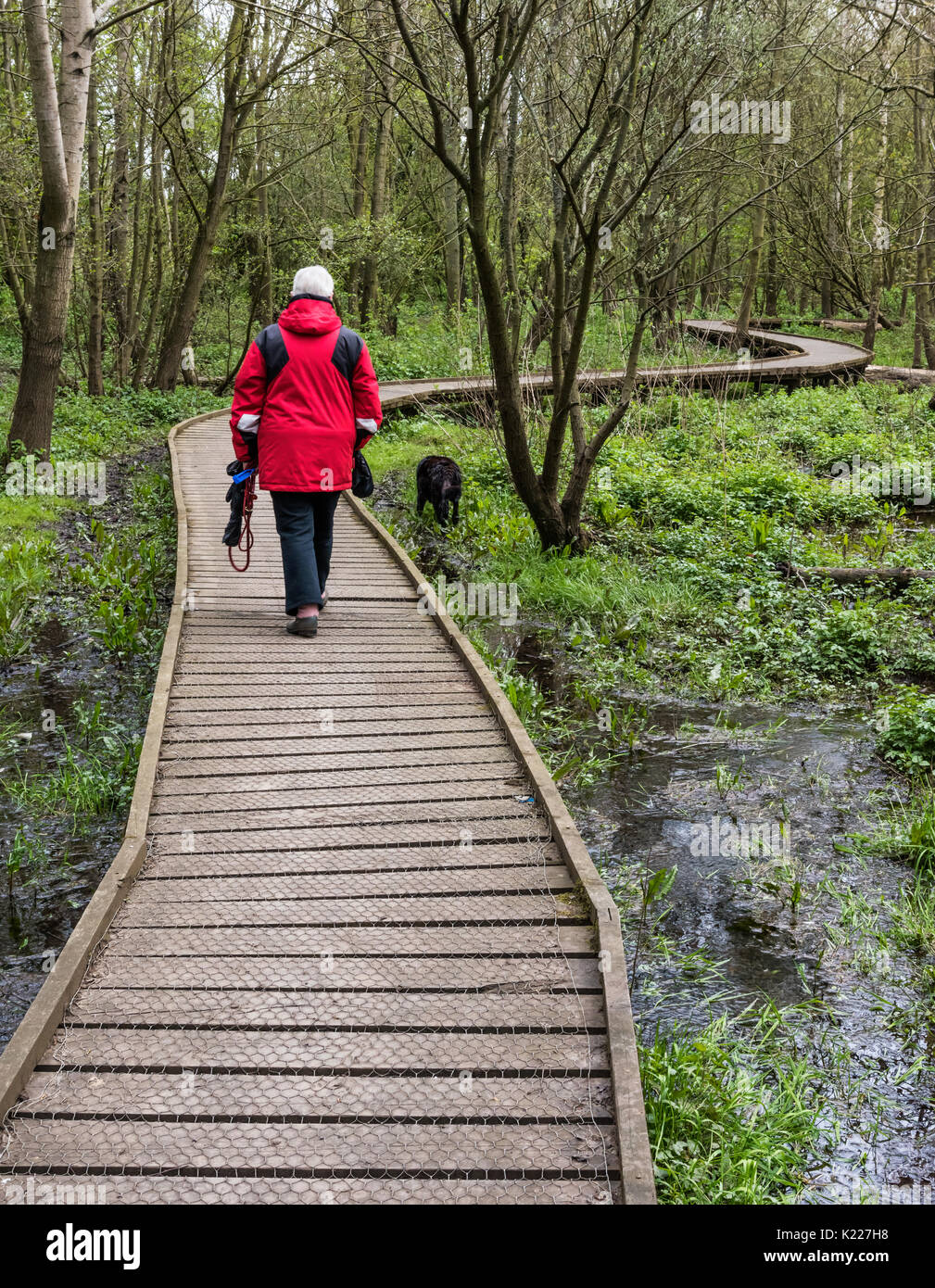 Un dog walker sulla scheda a piedi a Lady primavera legno, Malton Foto Stock