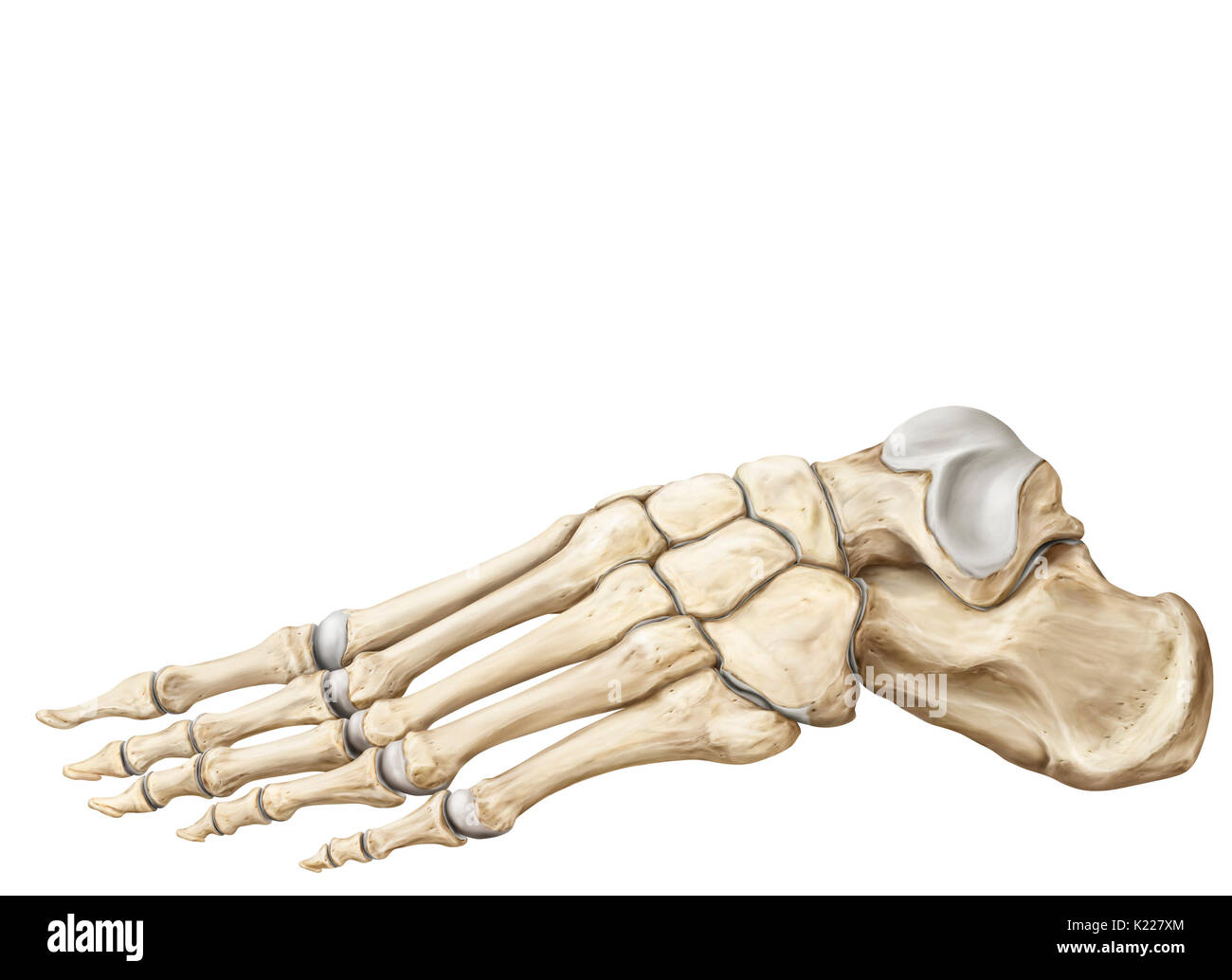 La parte terminale del lembo inferiore di appoggio al terreno durante la posizione eretta; lo scheletro del piede ha 26 ossa. Foto Stock