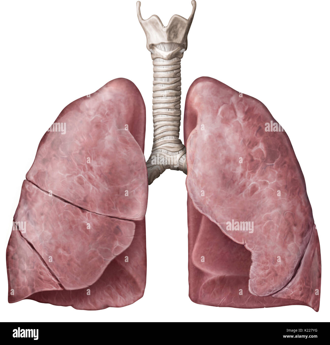 Questa immagine mostra la trachea e i polmoni. Foto Stock