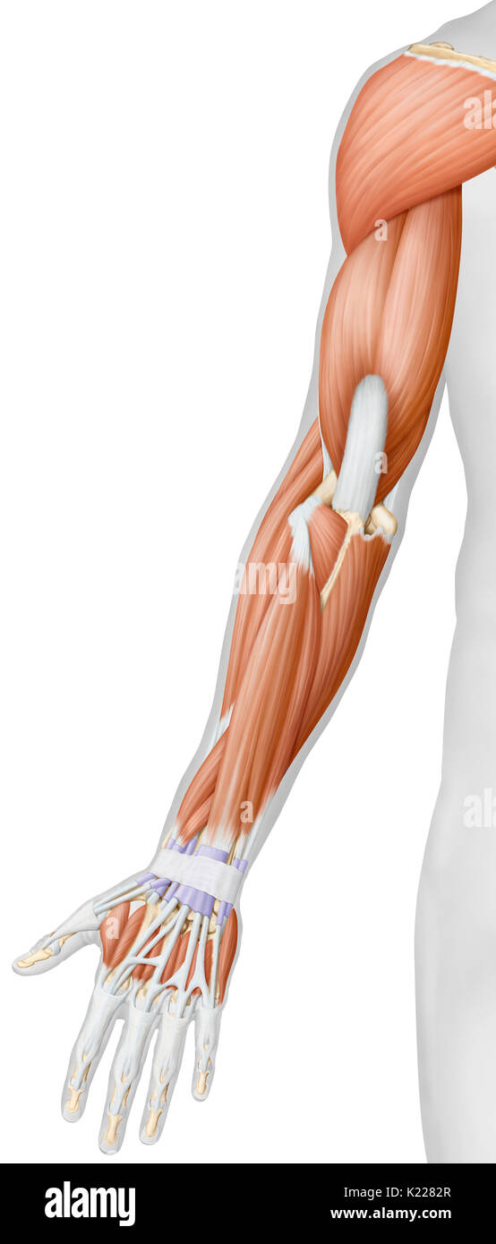 Questa immagine mostra una vista posteriore dei muscoli del braccio e della mano. Foto Stock