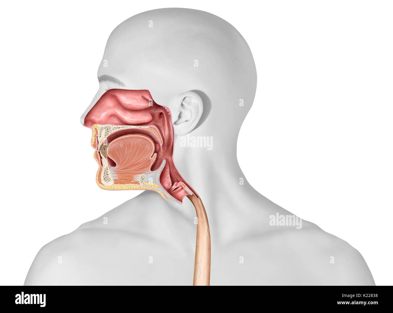 Questa immagine mostra la parte superiore gli organi del sistema digestivo. Foto Stock