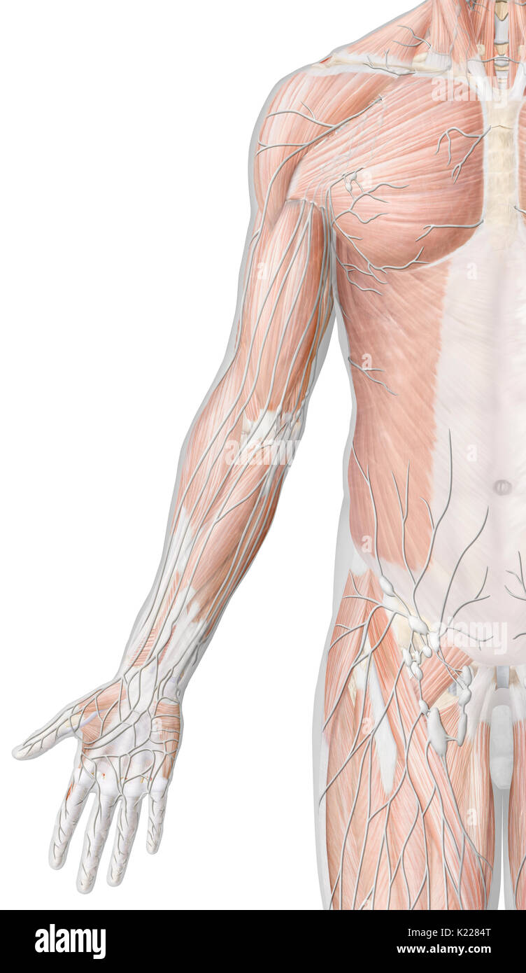 Parti del sistema linfatico situato nel braccio. Foto Stock