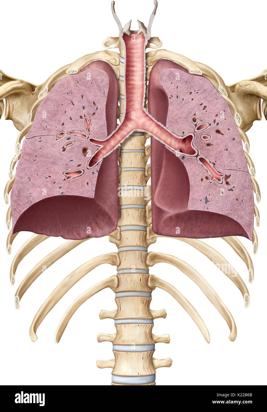 Questa immagine mostra una sezione trasversale della trachea e dei polmoni, nei loro posti nella parte superiore del corpo. Foto Stock
