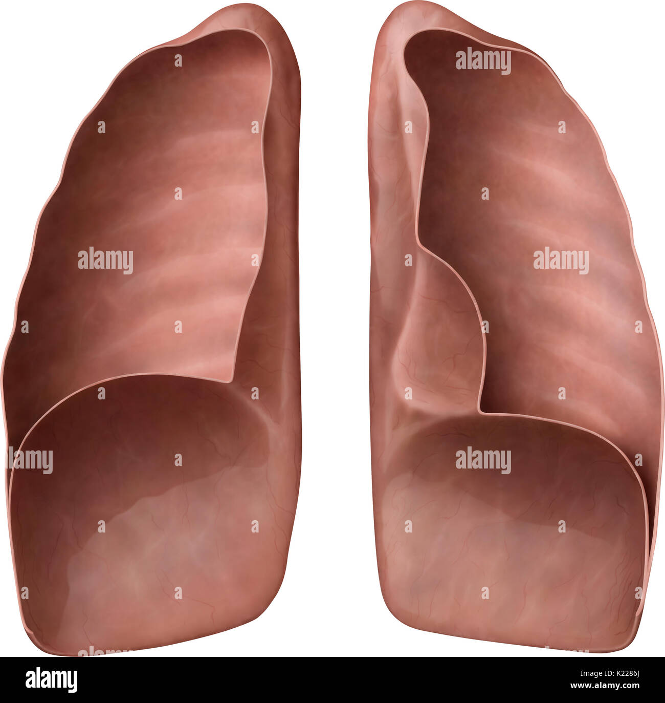 Gli organi respiratori formata da tessuto estensibile, in cui aria dal naso e cavità orale è portato, garantendo l'ossigenazione del sangue. Foto Stock