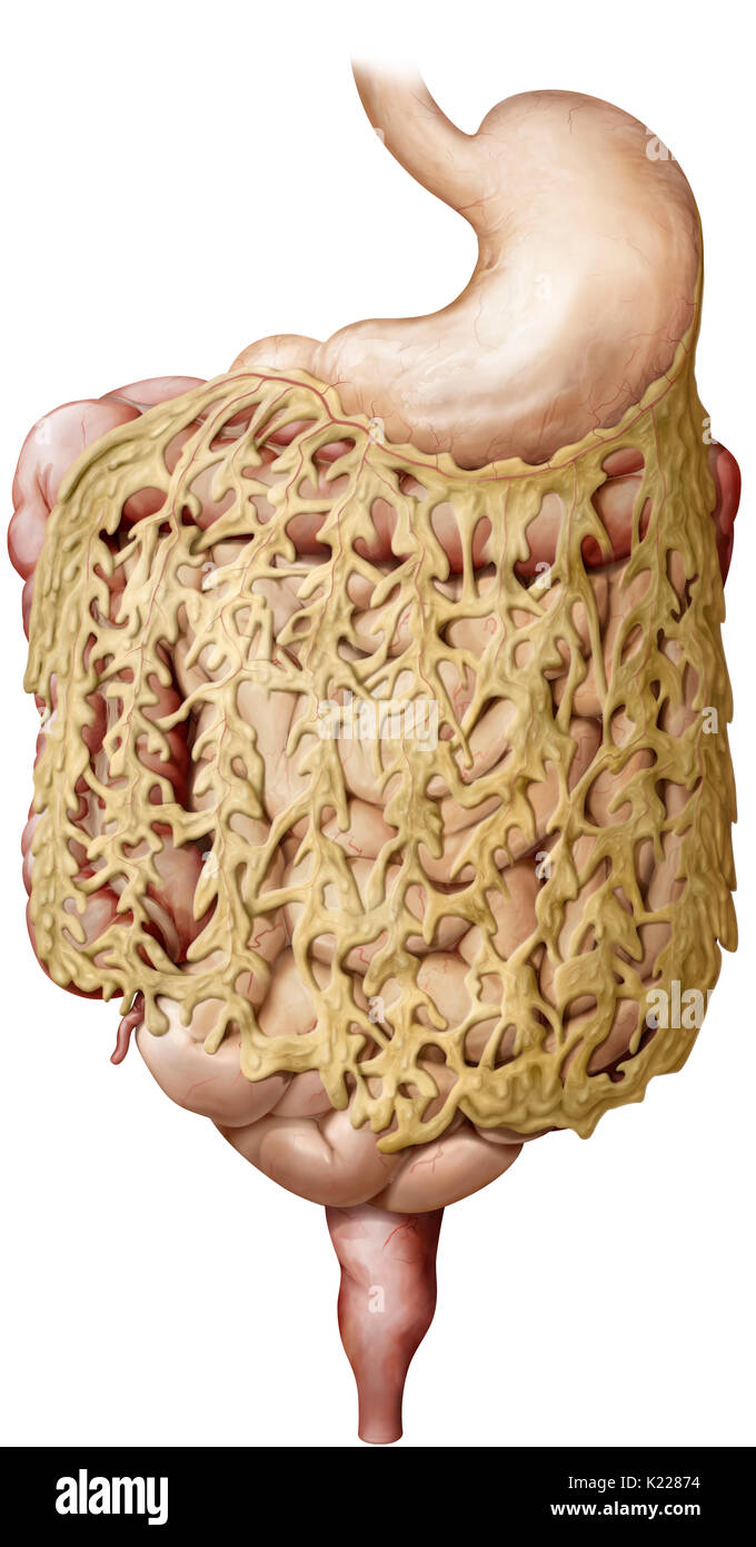 Si tratta di una grande piega del peritoneo viscerale. Esso copre dallo stomaco al colon sigmoide. Foto Stock