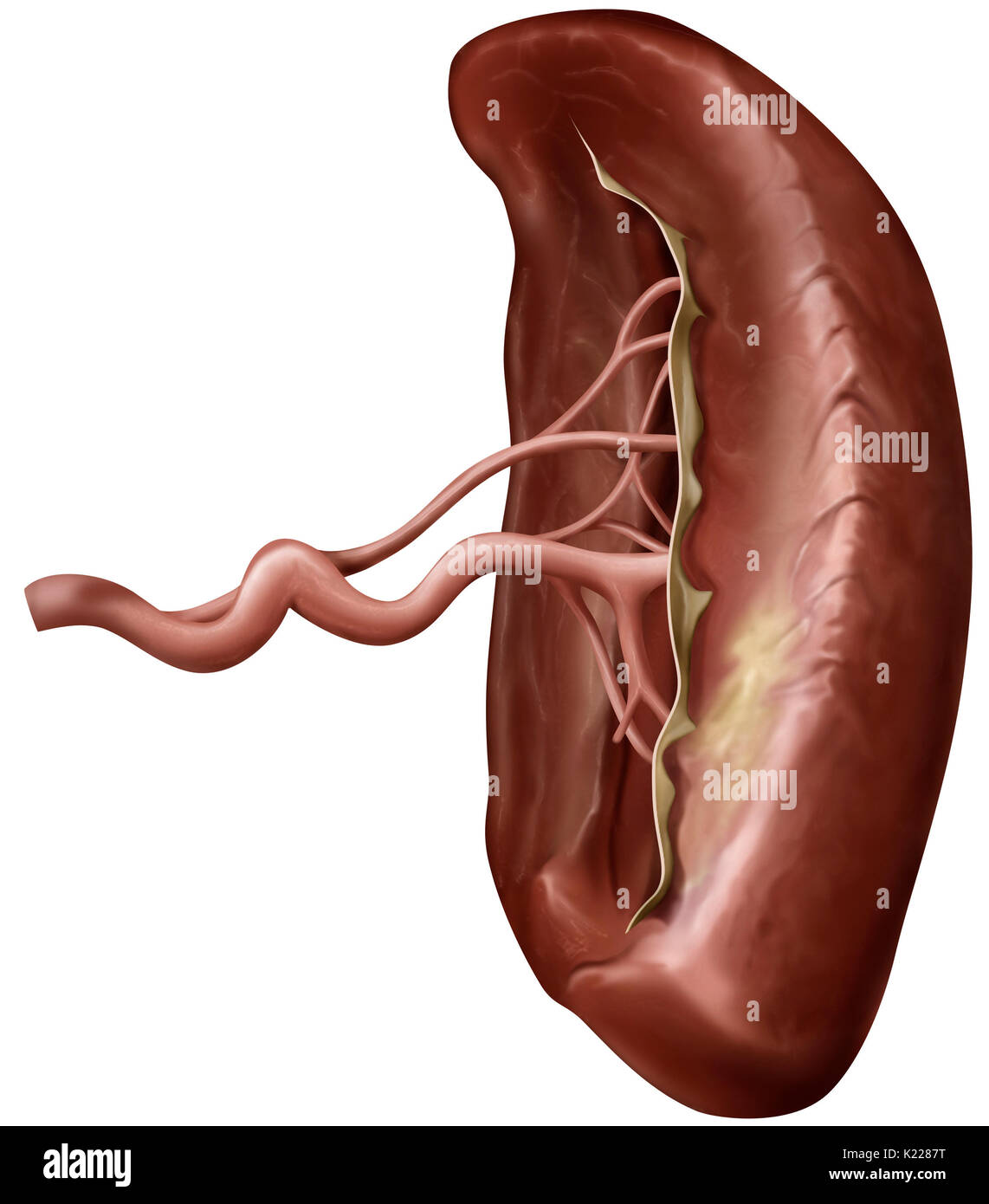 Organo linfatico situato tra lo stomaco e il pancreas; sito della produzione di globuli bianchi e gli anticorpi. Foto Stock