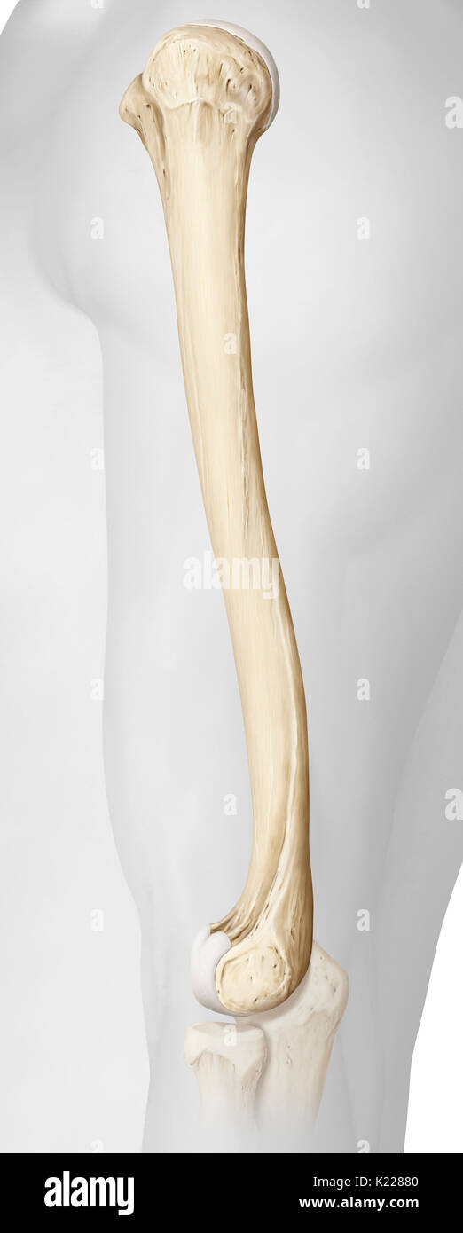 Molto grande osso abbinato che compongono lo scheletro del braccio tra la spalla e il gomito. Foto Stock