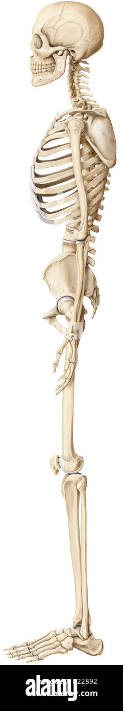 Lo scheletro umano è costituito da 206 articolata ossa di varie dimensioni e forme. Foto Stock