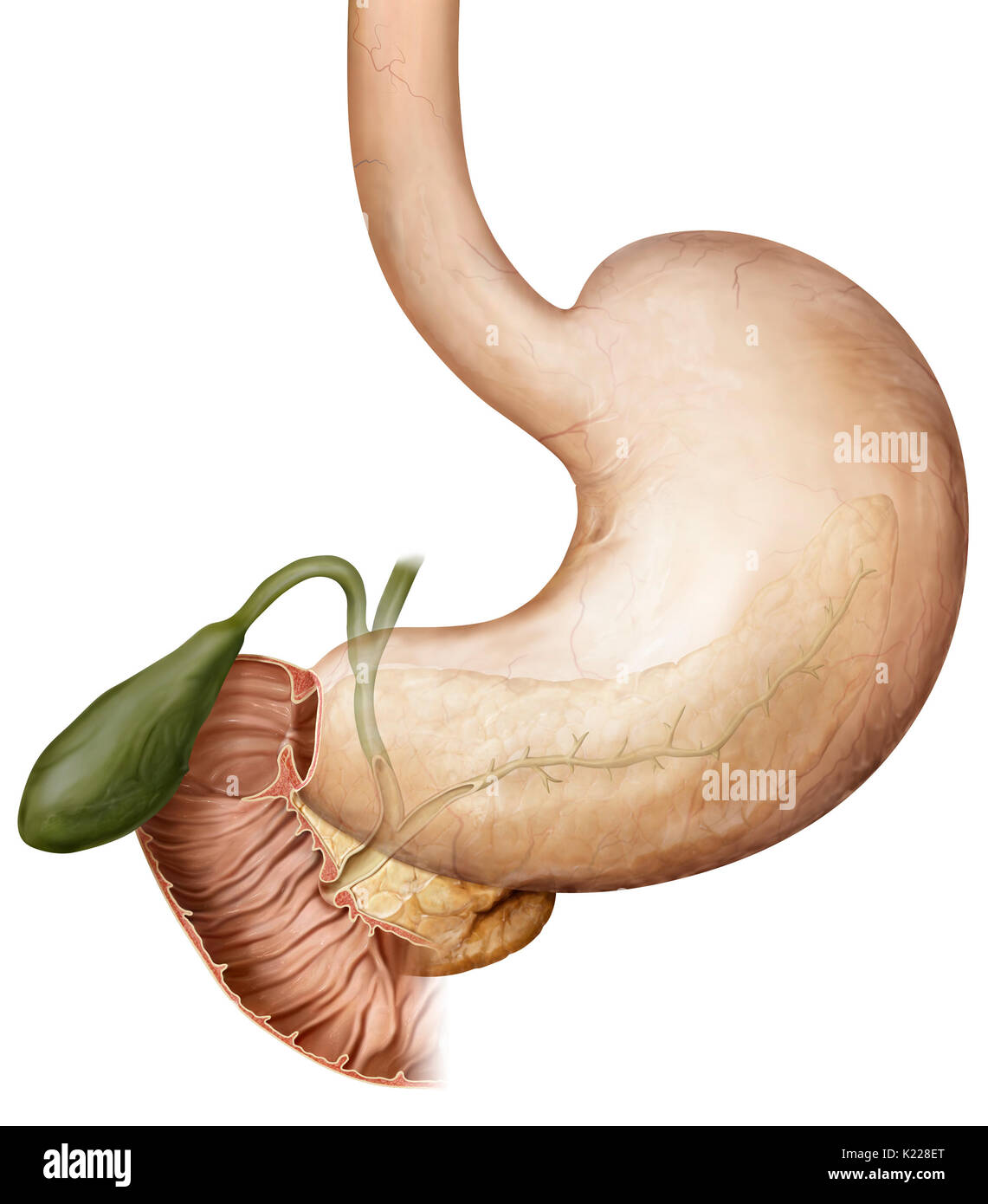 Sezione anteriore del piccolo intestino; le secrezioni dal fegato e pancreas, così come il cibo parzialmente digerito nello stomaco vuoto in essa. Foto Stock