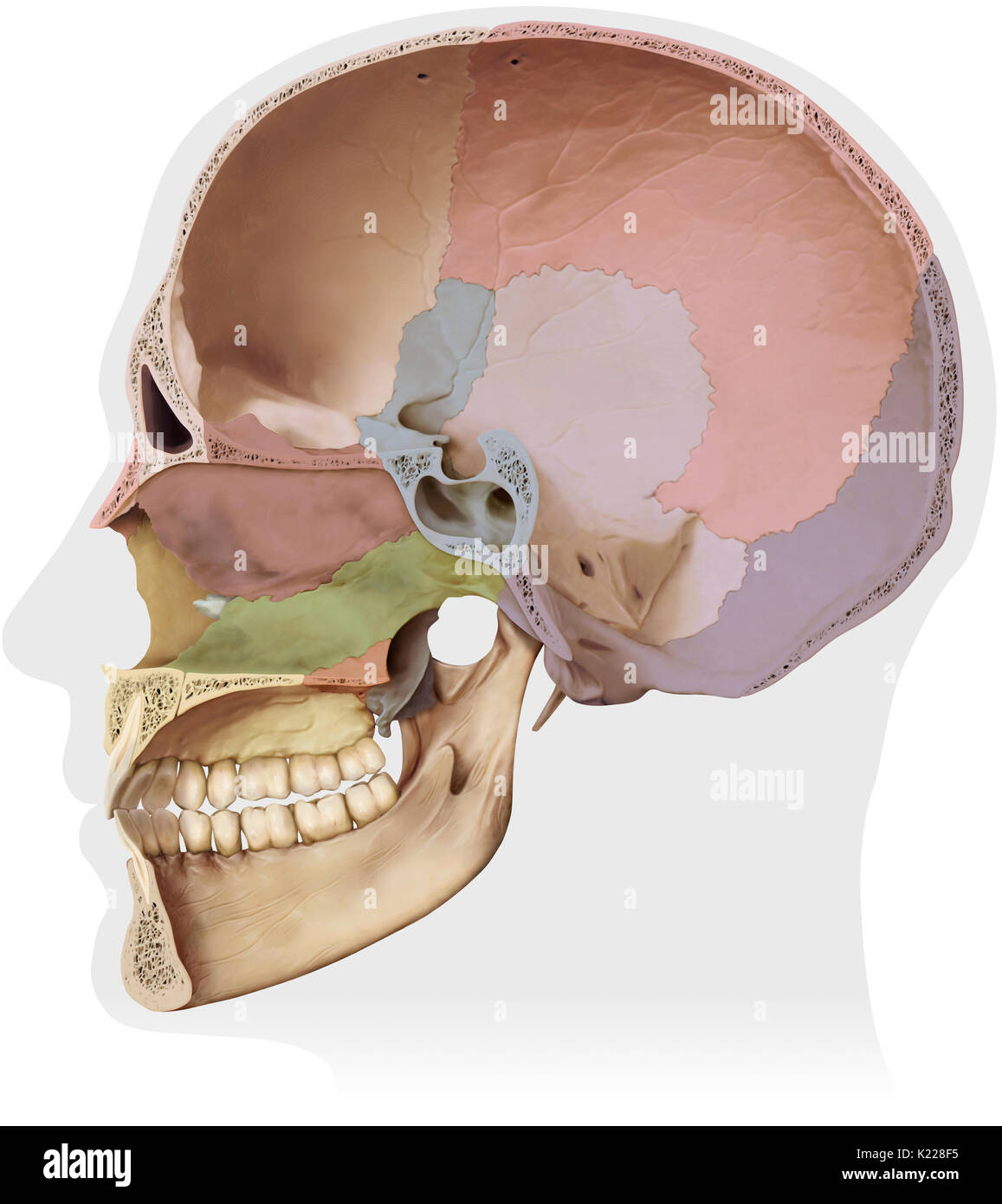 Struttura ossea formata da otto ossa (quattro anche le ossa e quattro ossa dispari) che ricopre e protegge il cervello. Foto Stock