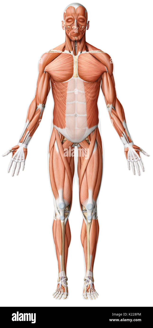 Mentre i movimenti dei muscoli lisci sono sempre involontari, quelle di muscoli scheletrici sono quasi sempre il risultato di una consapevole e volontario di comando dal sistema nervoso centrale. Foto Stock