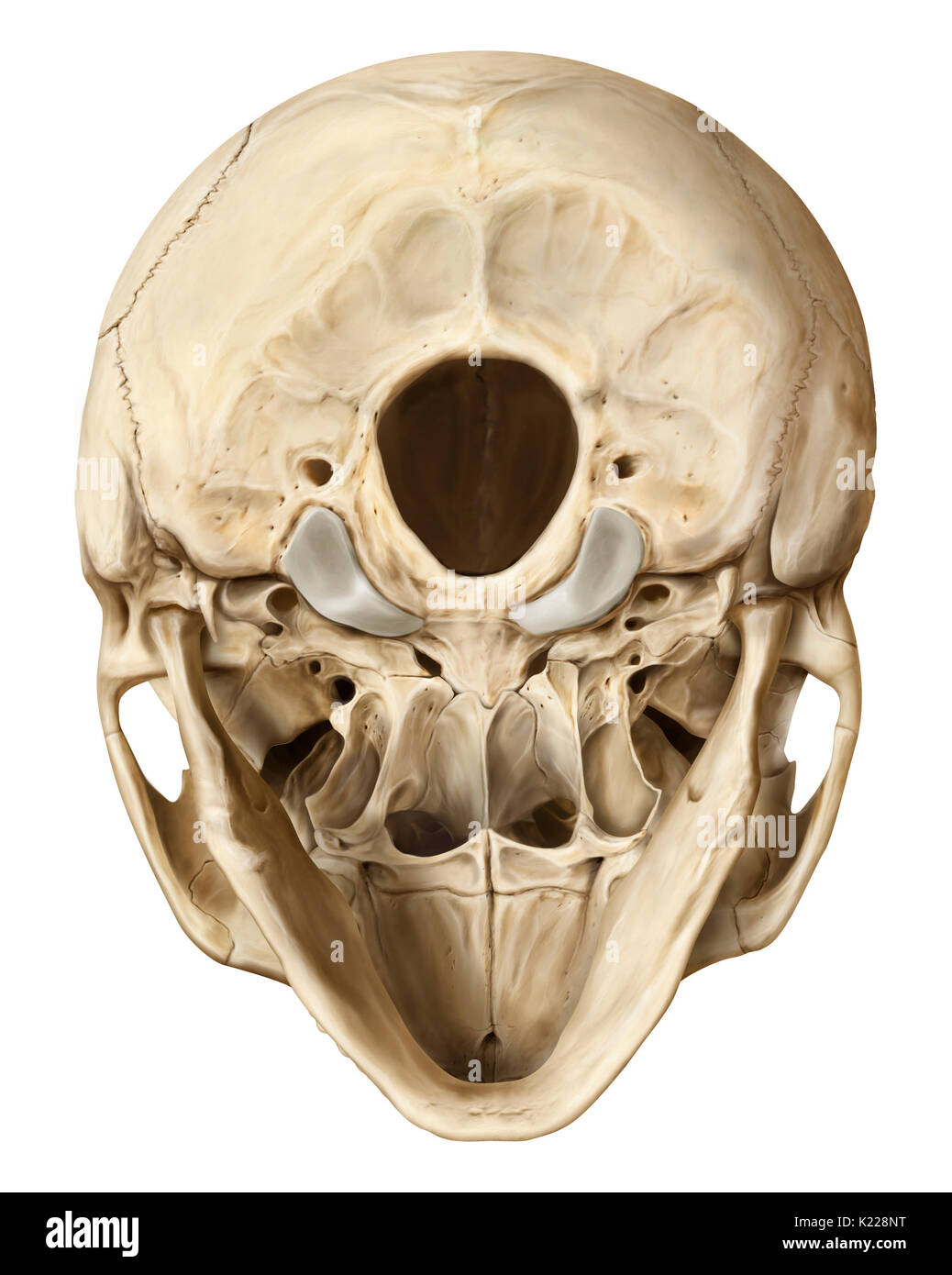 Struttura ossea formata da otto ossa (quattro anche le ossa e quattro ossa dispari) che ricopre e protegge il cervello. Foto Stock