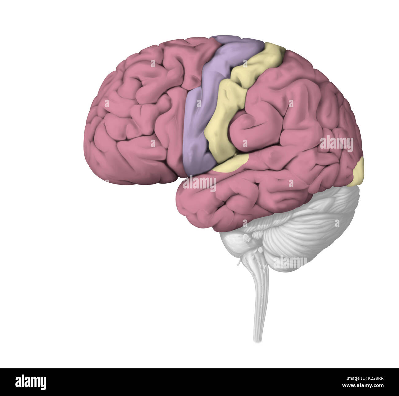 La corteccia cerebrale completa delle più sofisticate funzioni nervose: elaborazione delle informazioni, la percezione sensoriale, movimento volontario e le funzioni cognitive come la lingua e la memorizzazione. È la posizione di coscienza. Foto Stock