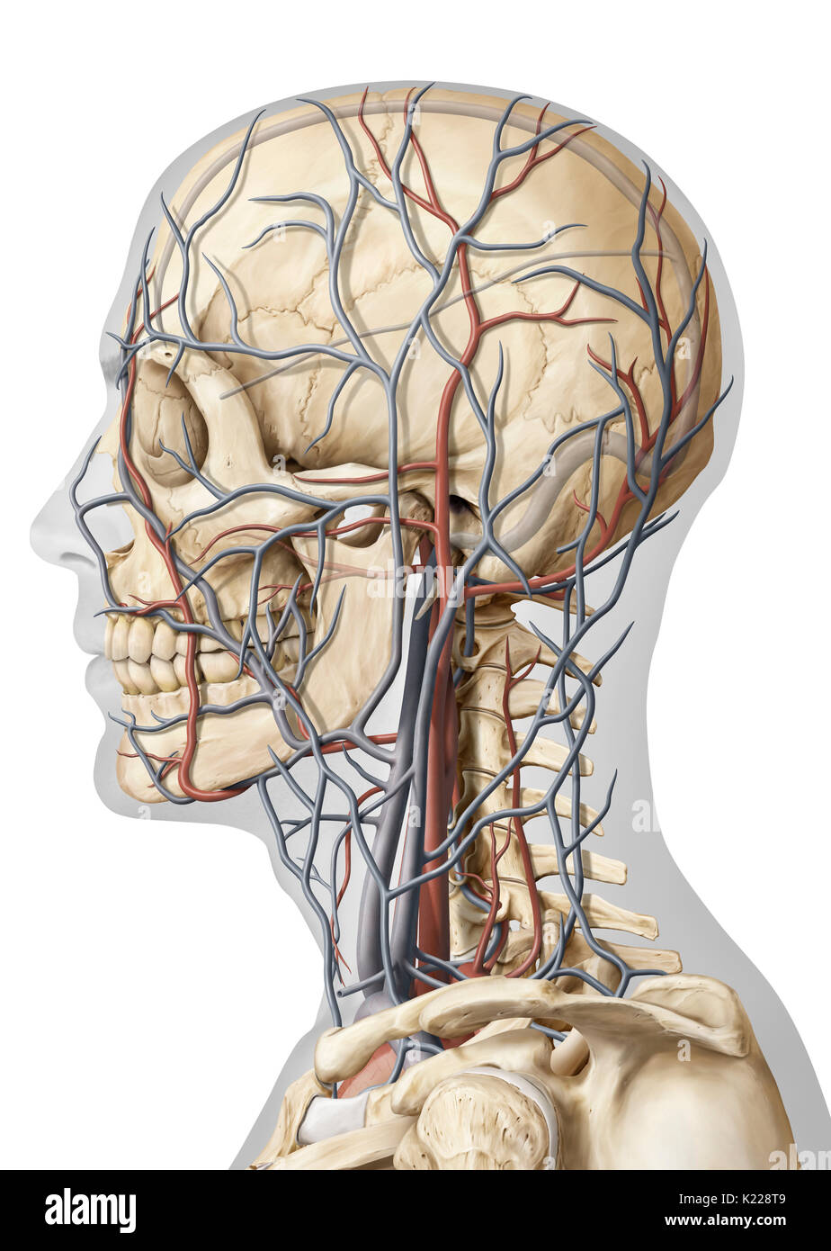 Questa immagine mostra una vista laterale delle vene e delle arterie della testa. Foto Stock