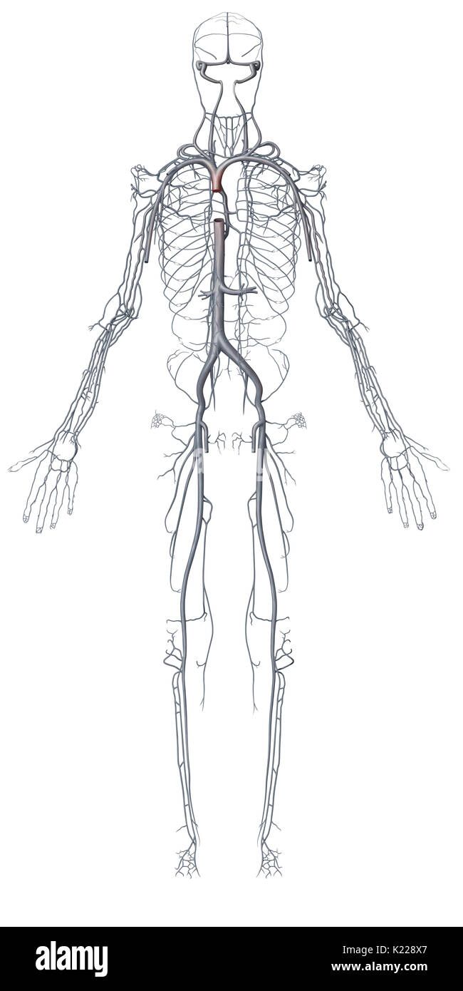Le vene (con l'eccezione delle vene polmonari) trasportare ossigeno- impoverito il sangue verso il cuore. Foto Stock