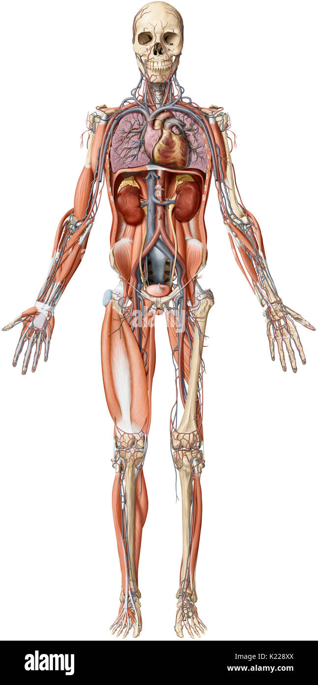 Questa immagine mostra una panoramica degli strati del corpo umano. Foto Stock