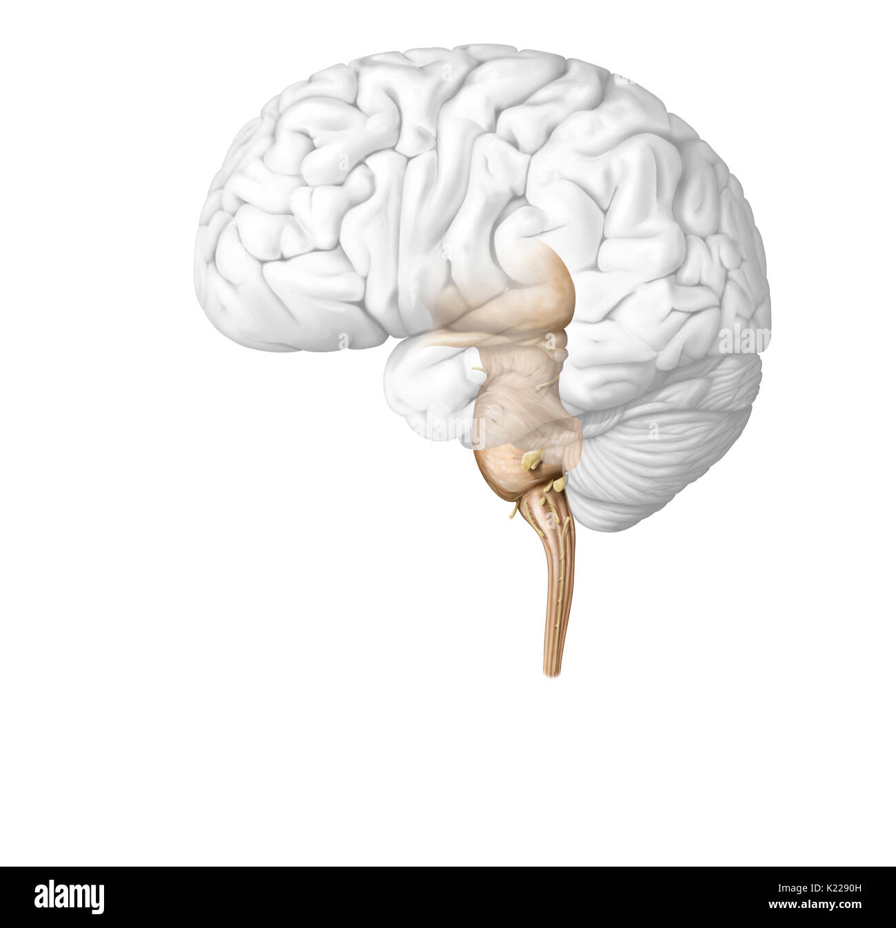 Il midollo spinale è formato da una corda di tessuto nervoso più di 16 pollici (40 cm) in lunghezza situato nel canale vertebrale, all'interno della colonna vertebrale. Esso spazia dal bulbo spinale alla seconda vertebra lombare ed è esteso da un insieme di fibre nervose, la cauda equina. Composto da motore e neuroni sensoriali, midollo spinale garantisce la trasmissione di messaggi tra i nervi spinali e il cervello, oltre ad essere un centro di riflesso. Foto Stock
