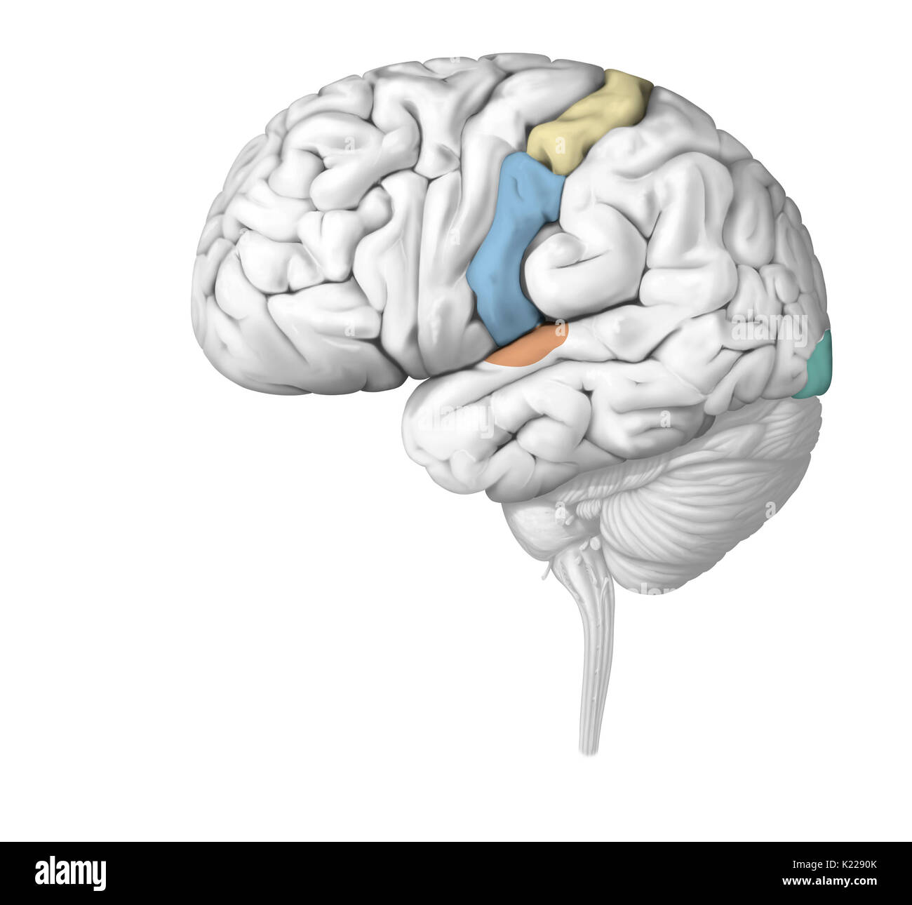 La impulsi nervosi vengono analizzati nelle zone del cervello specifiche per ciascun senso. Lesioni di un organo sensoriale può compromettere gravemente il suo funzionamento. Foto Stock