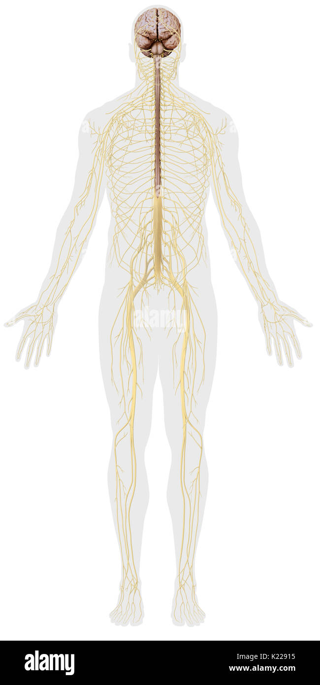 Il sistema nervoso è costituito da due entità distinte con i ruoli definiti: il sistema nervoso centrale (cervello e midollo spinale) e del sistema nervoso periferico (nervi). Foto Stock