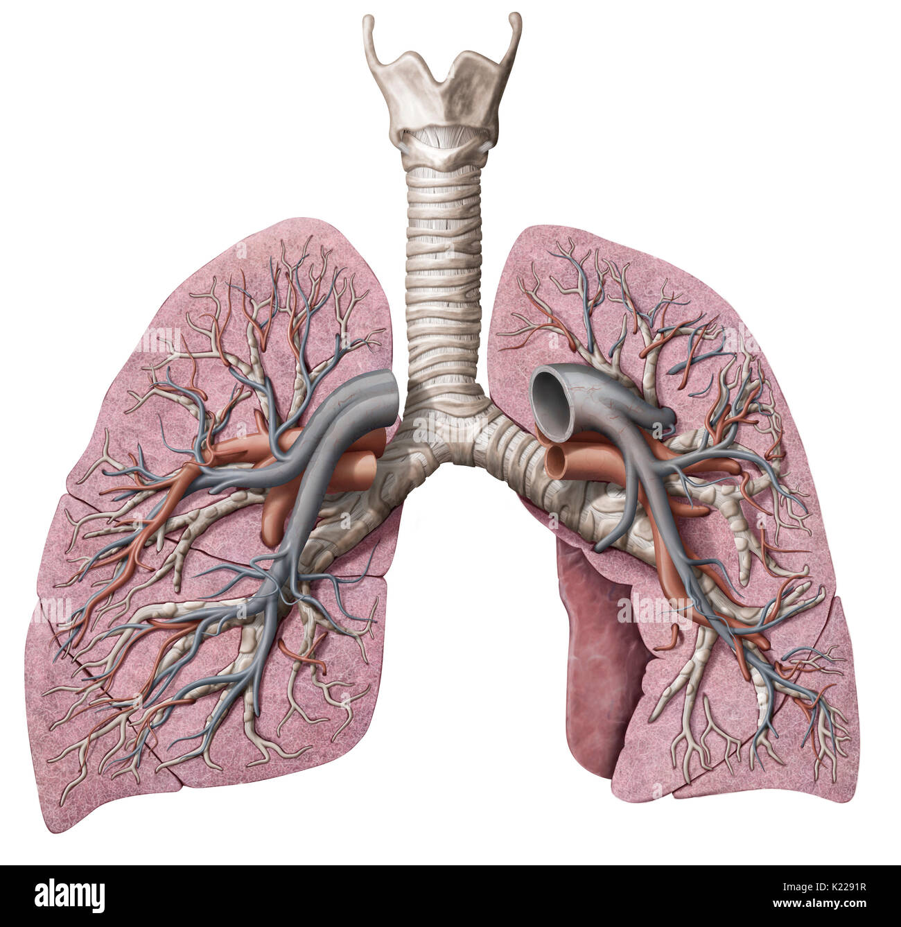 Questa immagine mostra una sezione trasversale dei polmoni, che rivela il bronco principale, il lobo bronco e il terminale bronchiole. Foto Stock