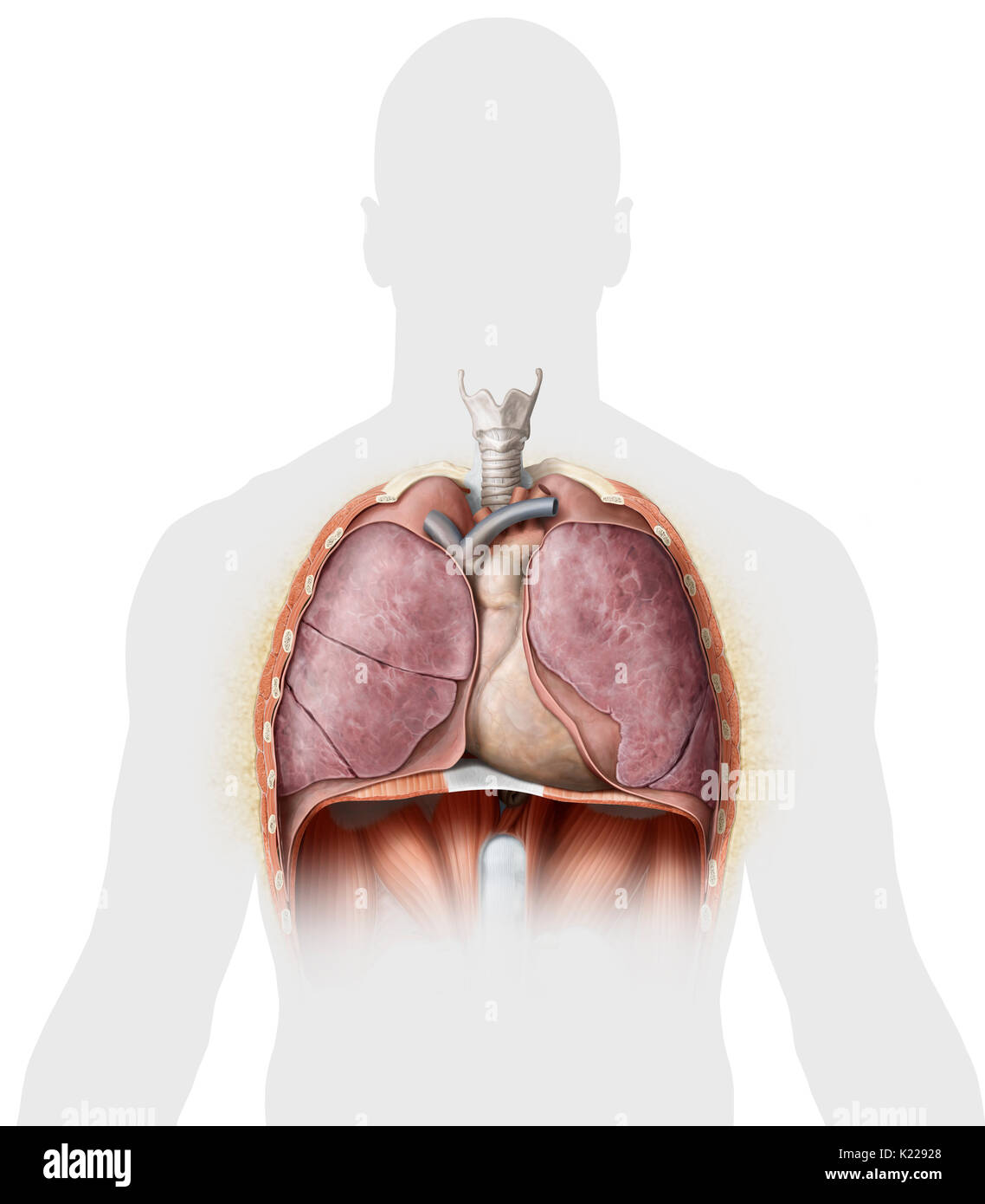 Questa immagine mostra alcuni organi del torace. Foto Stock