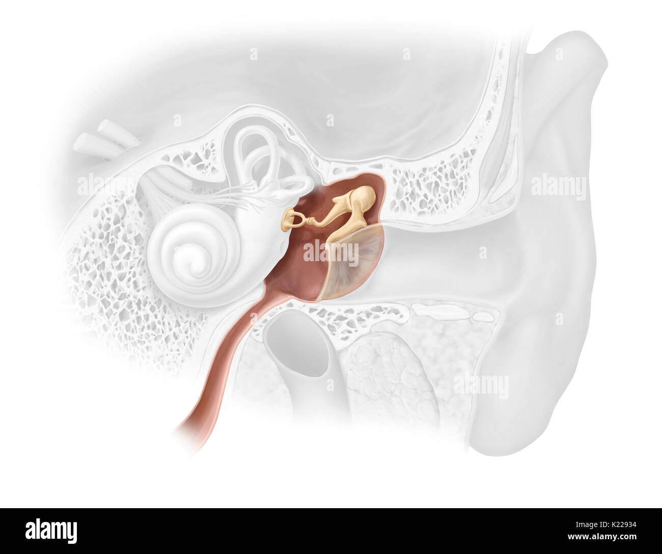 Aria-riempito la cavità scavata dell'osso temporale; esso riceve suoni dall'orecchio esterno, li amplifica attraverso il ossicoli e li trasmette all'orecchio interno. Foto Stock