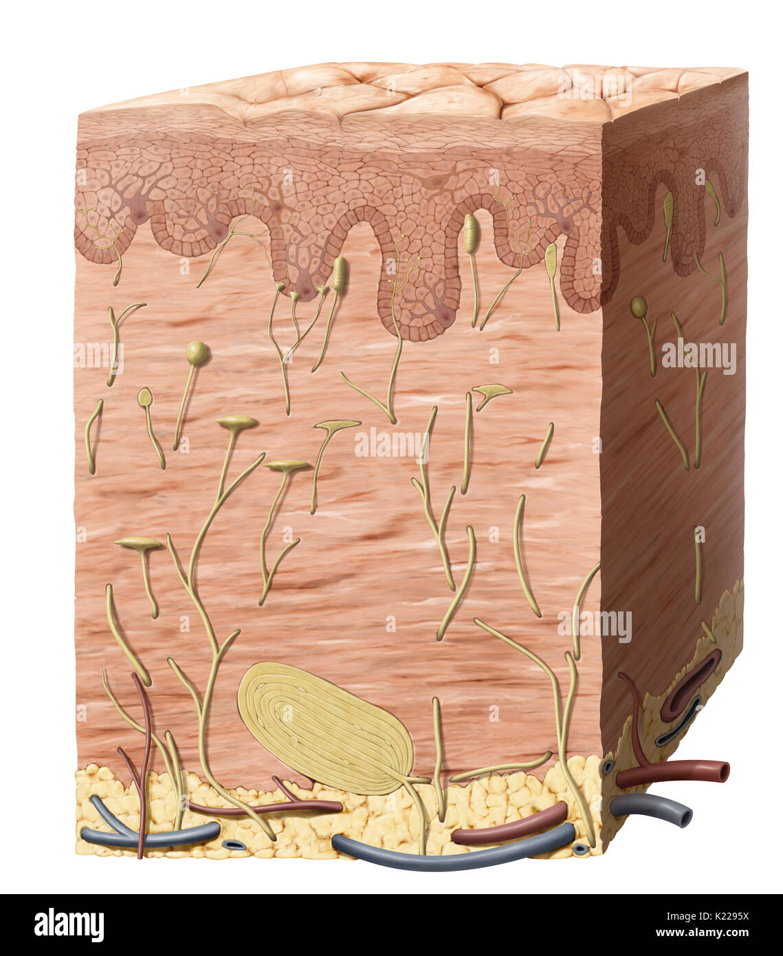 Esterno della busta di protezione del corpo, costituita da tre strati principali: l'epidermide, il derma e l'ipoderma o tessuto sottocutaneo. Foto Stock